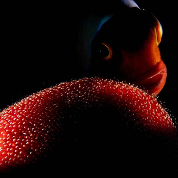 Финалист в номинации «Подводная съемка» | Источник: Romeo Bodolai / European Wildlife Photographer of the Year 2025