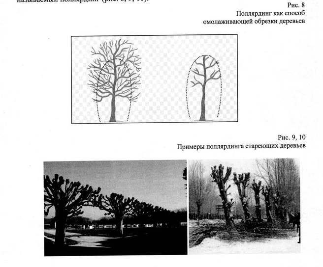 Поллярдинг | Источник: методические материалы администрации
