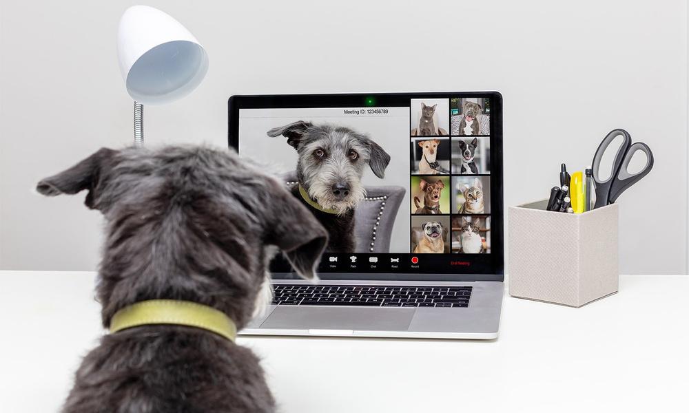Прикольные картинки для веб дизайнеров. Собака работает. Dog Notebook. Dog on Laptop. Call pet
