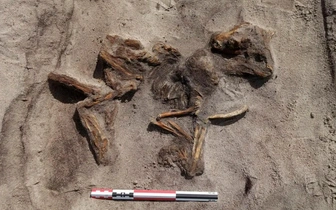 Собачку положили в ногах: в Норвегии найдено 1100-летнее захоронение женщины-викинга и ее питомца (ФОТО)