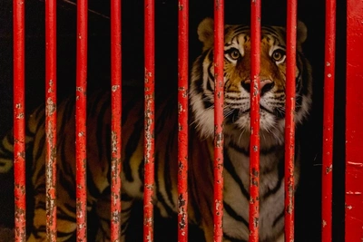 Цирки с животными не разместят в Чите в 2026 году