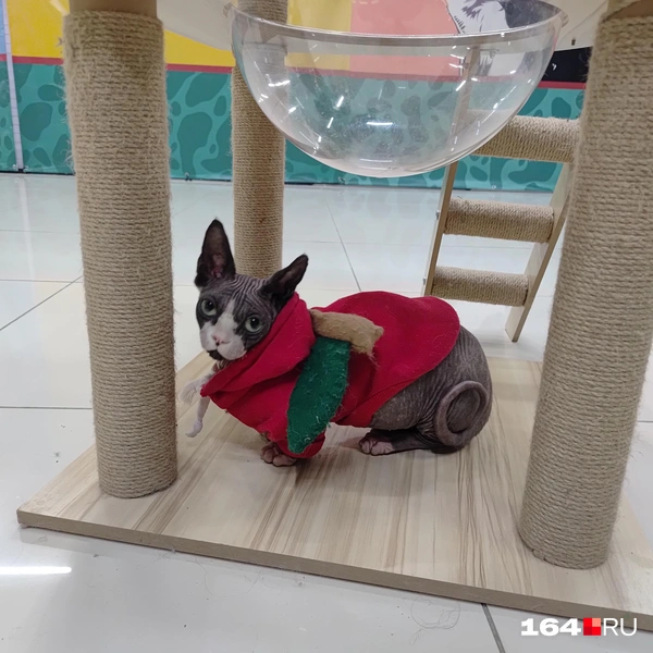 Источник: Сергей Гендин / 164.RU