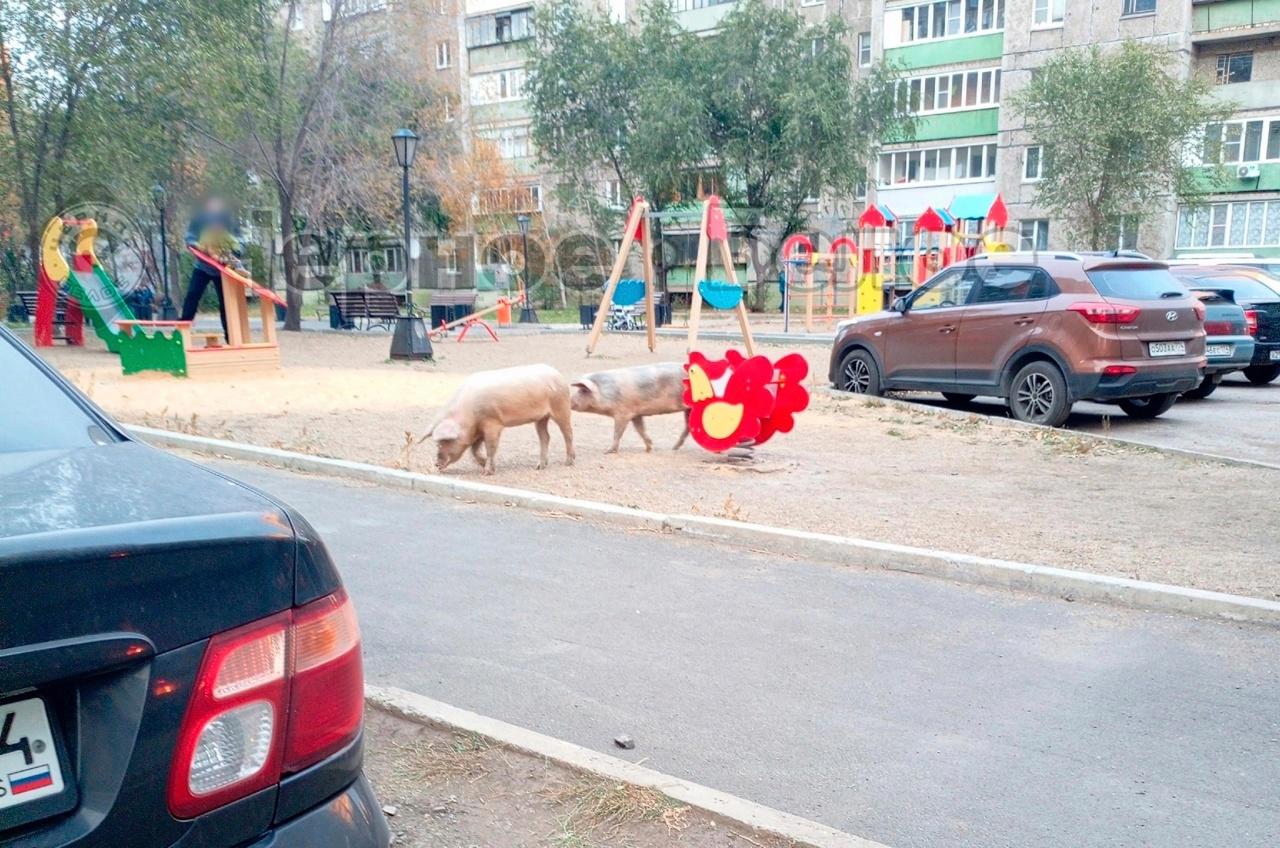 «Думала, показалось»: в Магнитогорске две огромные свиньи пришли на детскую площадку