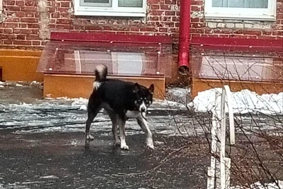 Хозяйка в Волгограде кошмарит соседей голодной хаски