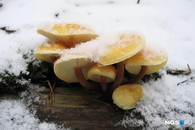 Зимние опята имеют крепкие шляпки и ножки | Источник: Юрий Орлов / Городские медиа