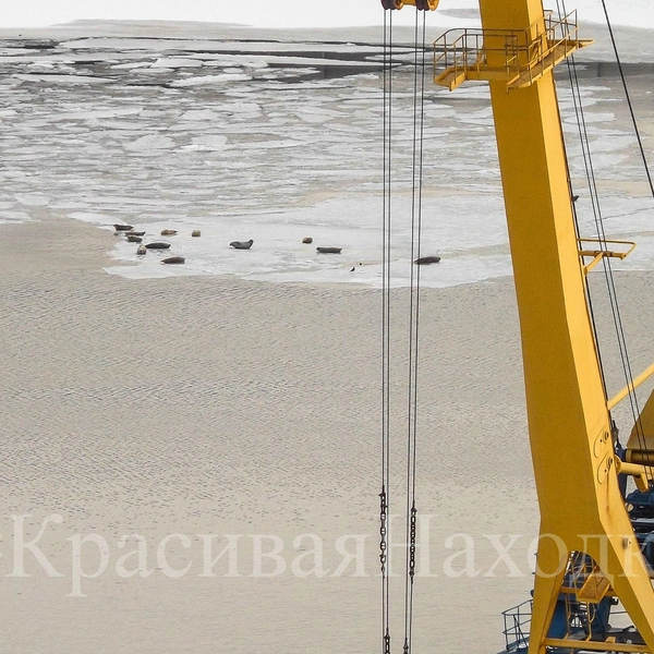 Источник: «Красивая Находка» / T.me