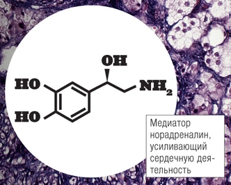 Почему от испуга бывает плохо c сердцем?