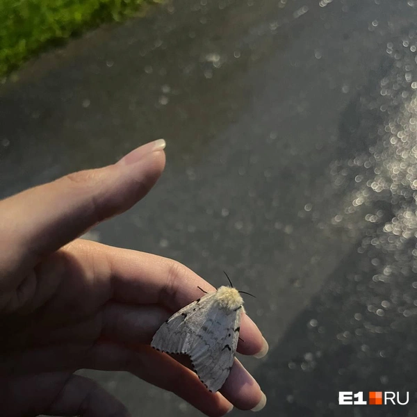 Источник: читатель E1.RU