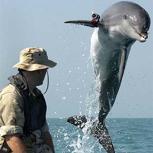 Интеллект дельфинов под вопросом