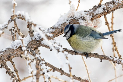 Forecasters predict cold, cloudy weekend for Voronezh Region