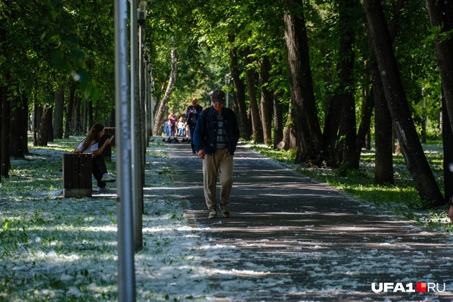 В парке тоже пух | Источник: Булат Салихов / UFA1.RU
