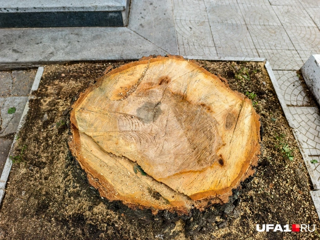А у этого — нет | Источник: Булат Салихов / UFA1.RU