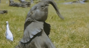 5 вещей, которые слоны умеют делать, а ты – нет