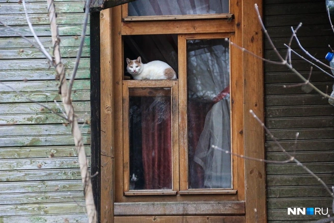 Котик решил подразнить фотографа | Источник: Наталья Бурухина / NN.RU