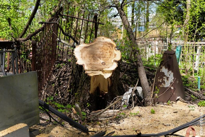 Источник: st.cherinfo.ru