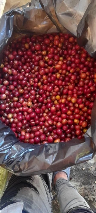 Кофе на подходе | Источник: Личный архив П. Стаброва