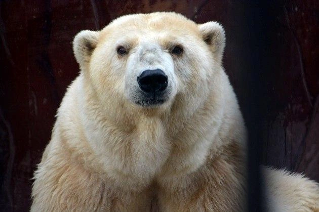 Амдерма смотрела в камеру как будто с вызовом  | Источник: Пермский зоопарк / Vk.com