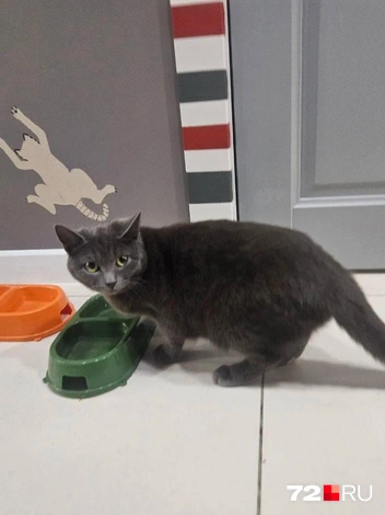 Источник: Анастасия Харламова