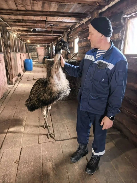 Пока на улице холодно, страус живет в конюшне вместе с племенными лошадьми  | Источник: «Ассоциация ветеринарии Иркутской области» / Telegram