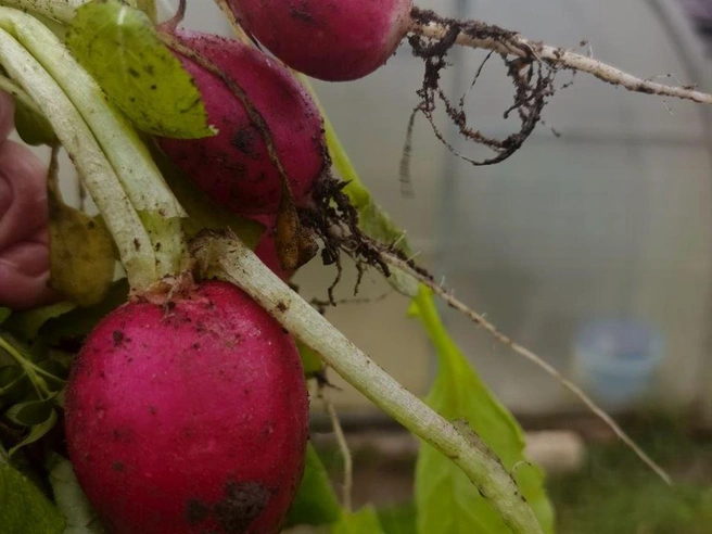 Некоторые горожане до сих пор собирают редис с грядок. | Источник: читатель NN.RU