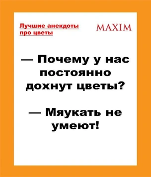 Лучшие анекдоты про цветы