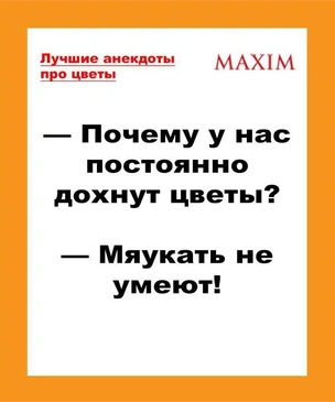 Лучшие анекдоты про цветы