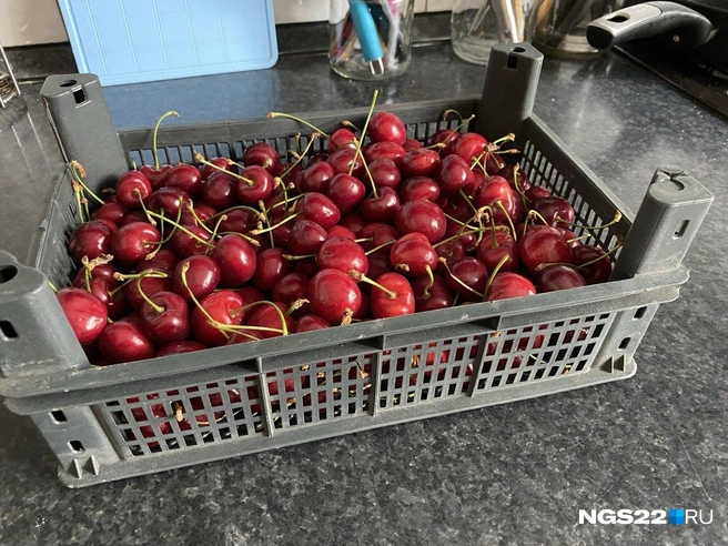 Ранняя черешня сладкая, но с кислинкой | Источник: Ирина Господаренко / NGS22.RU