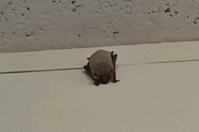 Volgograd students rescue a stray bat