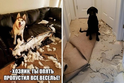 Мемы для собачников: подборка, которая поднимет настроение