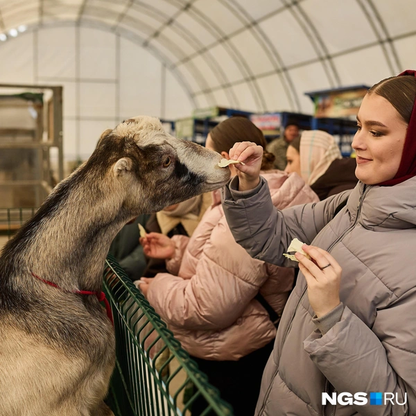 Некоторых животных разрешали покормить | Источник: Александр Ощепков / NGS.RU