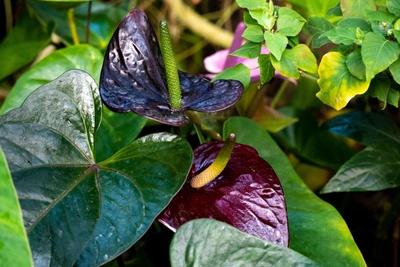 Три растения с черными цветами для дома