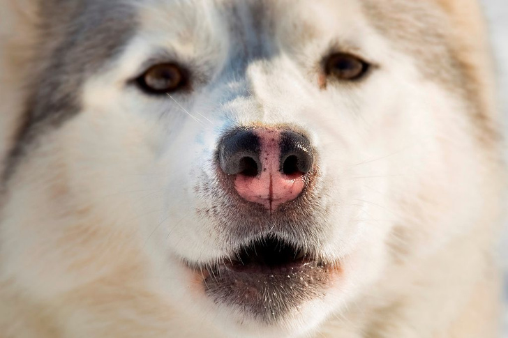 Ученые сравнили обоняние собаки и человека