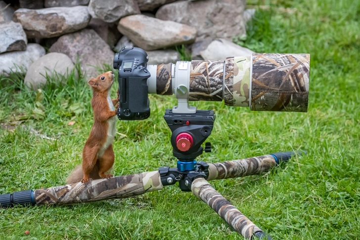 Белка-фотограф