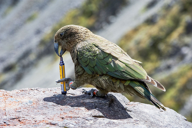 Статистика для попугаев, альбатросы против браконьеров и другие новые открытия