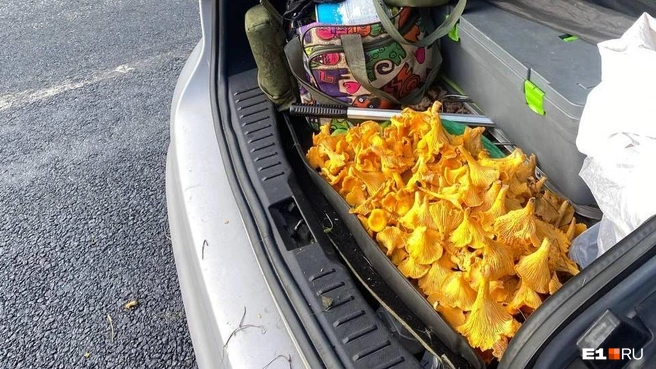 Багажник лисичек! | Источник: читатель E1.RU 