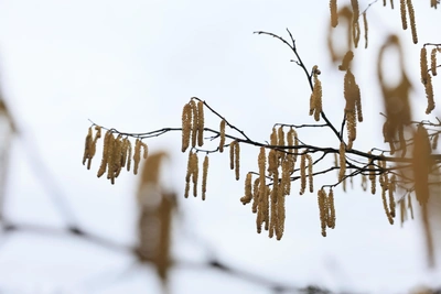 Туляков с 6 по 12 апреля ждут заморозки и снег