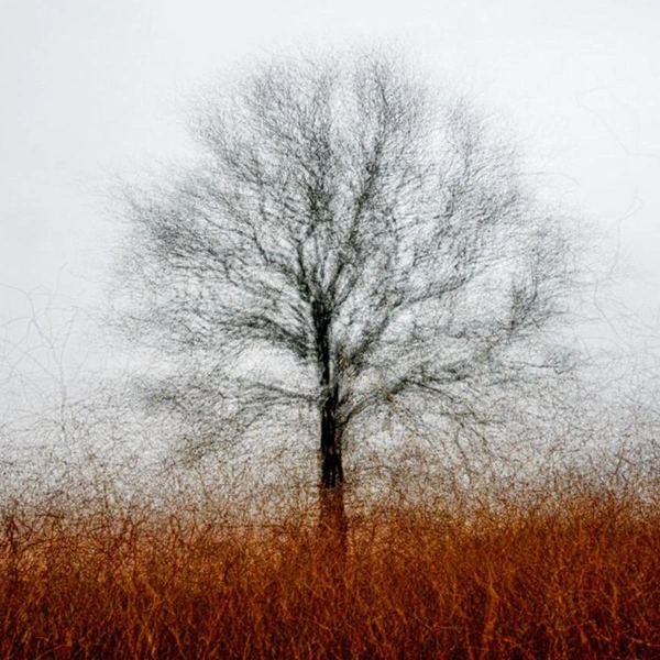 Финалист в номинации «Природа и искусство» | Источник: André Abbenhaus / GDT Nature Photographer of the Year 2025