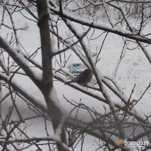 Источник: читатель «Фонтанки»