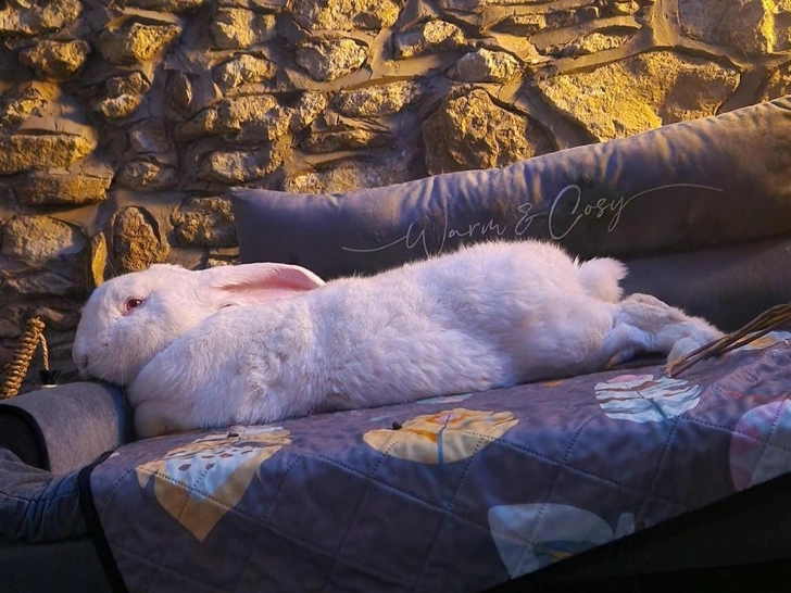 Этот гигантский кролик весом 9,5 кг живет в отдельной комнате и имеет свой огород | Источник: соцсети