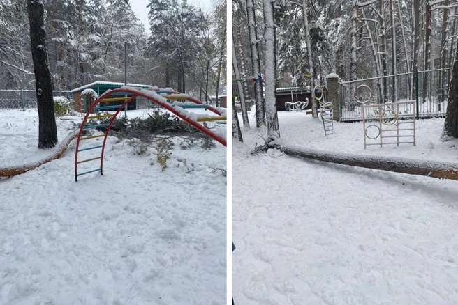 Дерево упало в начале месяца, об инциденте стало известно 24 октября | Источник: «Моя Первомайка» / Telegram