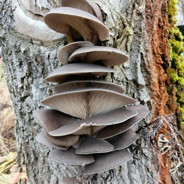 Роскошные вешенки, растущие в Пушкинском округе | Источник: Светик Волкова / Грибы в Подмосковье 2025 / Vk.com