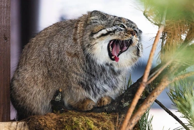 Манул Борис лениво сделал але-оп и собрал лайки