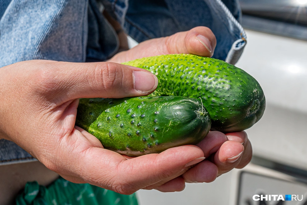 Из выращенных в своем огороде огурчиков можно приготовить вкуснейшие закуски | Источник: Олег Фёдоров / CHITA.RU