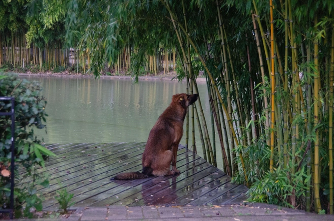 Приятно отметить, что стали стерилизовать и чипировать собак | Источник: Оксана Витяpь / SOCHI1.RU