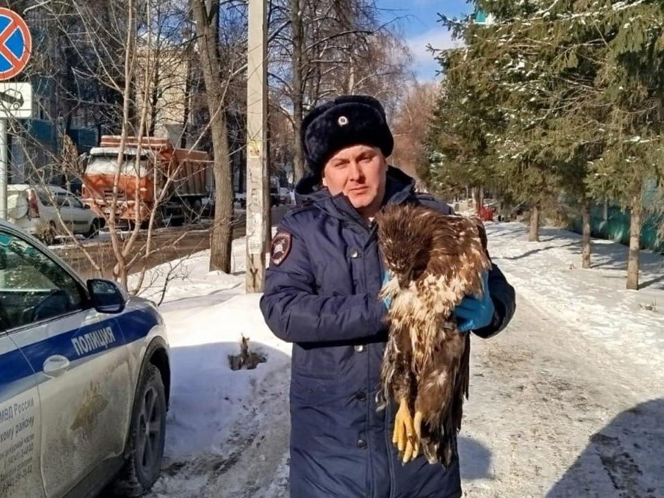 В Татарстане инспектор спас редкого орлана, влетевшего в грузовик. Показываем милое фото