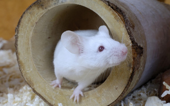 Ученые частично вырастили ампутированные пальцы у мышей
