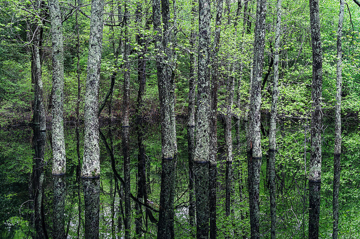 Зловещие деревья: 7 таинственных лесов из ночных кошмаров