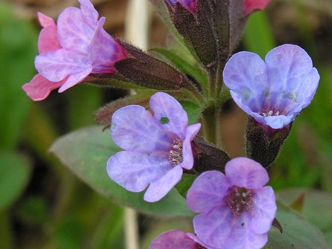 Медуница неясная (Pulmonaria obscura) | Источник: Algirdas / CC BY-SA 3.0