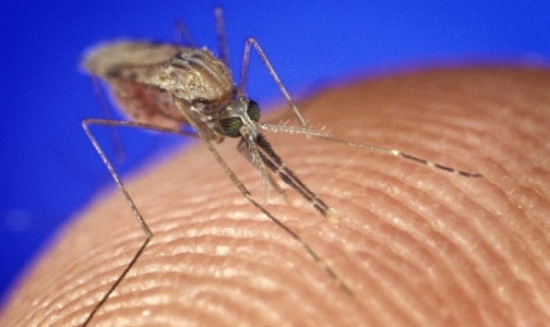 Малярийный комар долетел до Петербурга