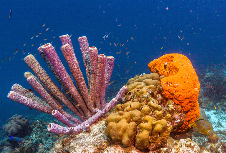 «Будьте здоровы!»: посмотрите, как чихают морские губки